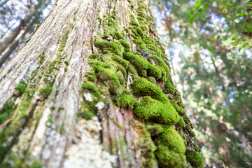 tree with moss