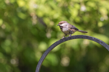 
Boreal Chickadee in Alaska