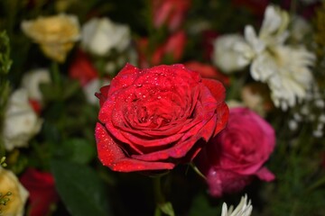 Red rose for valentine day special in closeup