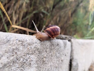 Snail crawling along a path next to wet grass. Close up of the snail taken from side view. Snail has some grass stuck to its shell.