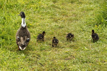 duck and ducklings on grass. A mother mallard duck is looking over her ducklings as they graze freely on grass