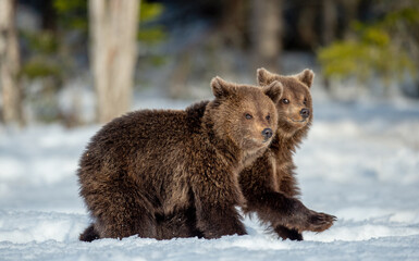 Obraz premium Bear cubs walking on the snow in winter forest. Wild nature, natural habitat. Brown bear, Scientific name: Ursus Arctos Arctos.
