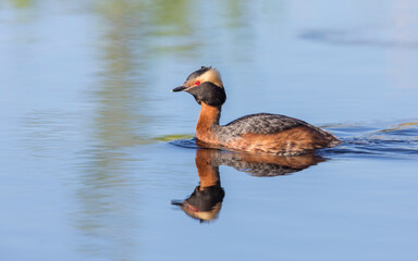 Horned Grebe in a calm lake