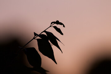 A Branch of Leaves in Front of Sunset