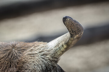 Part of the body of the animal. Horns of a cow. The texture of the horn. The head of a ruminant. Curved horn. Remedy for attack. Bone tissue.