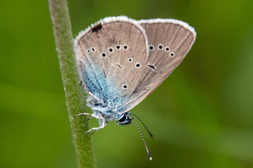 butterfly on a leaf