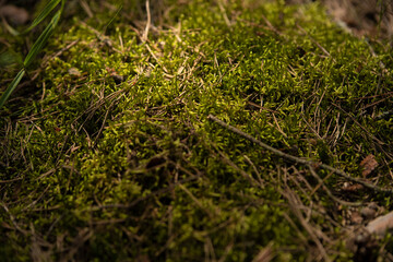 Beautiful green moss on the floor, moss closeup, macro. Beautiful background of moss for wallpaper.