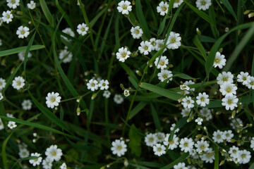 Obraz na płótnie Canvas White small flowers in the green grass. Wallpaper, background. Summer. Fresh herb. Flowers.