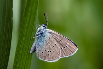 butterfly on a green leaf