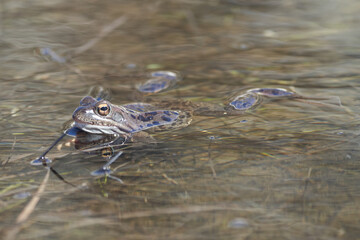 Water frog Pelophylax and Bufo Bufo in mountain lake with beautiful reflection of eyes Spring Mating