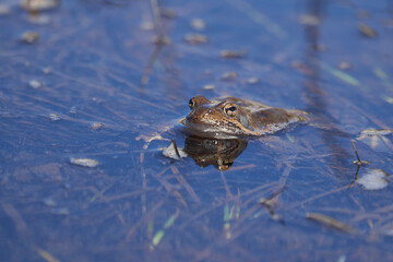 Water frog Pelophylax and Bufo Bufo in mountain lake with beautiful reflection of eyes Spring Mating