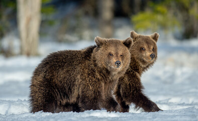 Obraz premium Bear cubs walking on the snow in winter forest. Wild nature, natural habitat. Brown bear, Scientific name: Ursus Arctos Arctos.