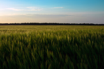 Sunset sunrise over field or meadow. Bright dramatic sky and dark ground. Countryside landscape under scenic colorful sky at sunset dawn sunrise.