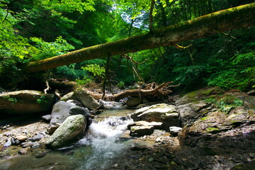 山奥の渓流風景