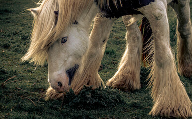 Brown And White Wild Pony Horse On Grassland With Blue Eyes In England