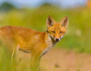 Lis na drodze szczenię