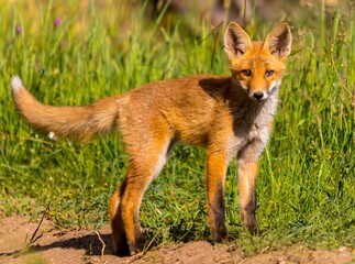 Lis na drodze szczenię