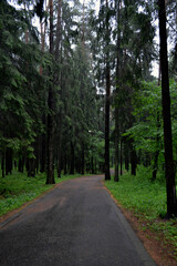 Fototapeta na wymiar forest