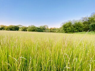 green grass and blue sky