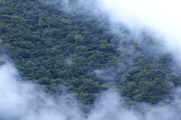 雲がただよう森林