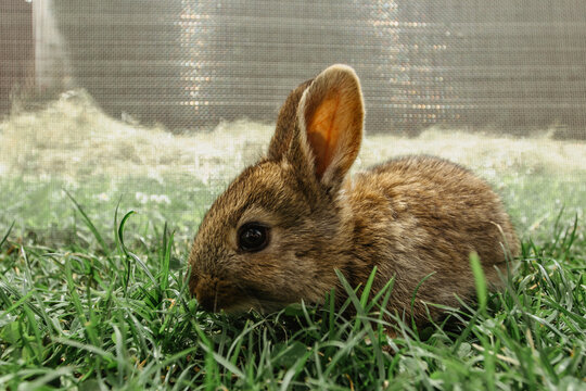 A Small Brown Domestic Rabbit Sitting In The Garden And Eating Grass.Newborn Animal.Funny Adorable Baby Rabbit Asking For Food.Cute Easter Bunny Close Up.Pet For Childern.Rural Life In Spring