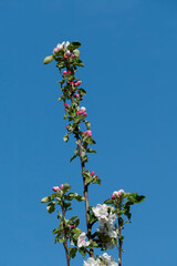 Apelblüte in weiß, pink mit unscharfem Hintergrund