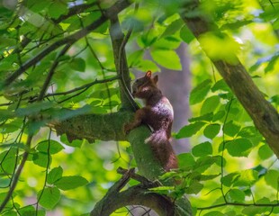Wiewiórka na drzewie