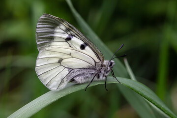 butterfly on a flower