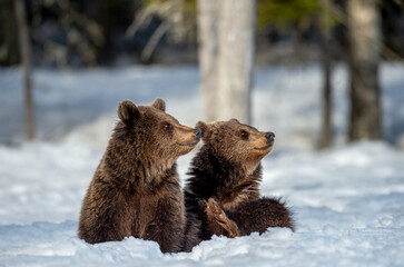  Bear cubs in winter forest. Bear cub sit on the snow and raised his paw. Natural habitat. Brown...