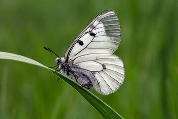 butterfly on grass