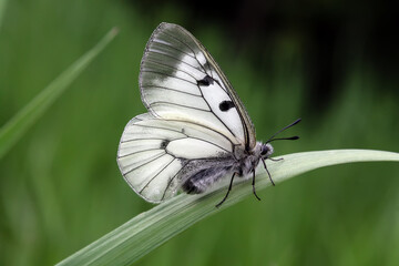 butterfly on a flower