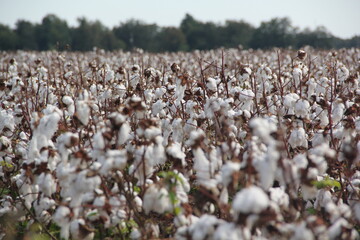 cotton field in usa