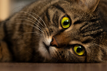 Cat portrait closeup