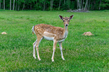 Naklejka na ściany i meble Deer walking on forest edge and eating green grass.