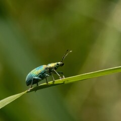 bug on a leaf