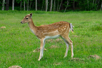 Deer walking on forest edge and eating green grass.