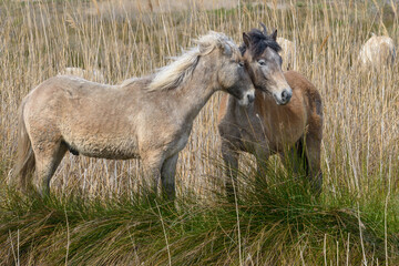 Horse, Southern France, Camargue