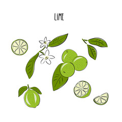 Vector abstract set illustration of a lime. An isolated set for your design of postcard, menu, banner, poster, advertisement and other. sketch and hand drawn.