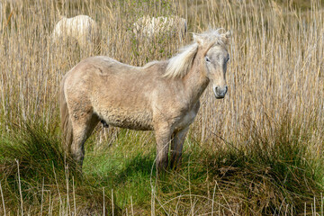 Horse, Southern France, Camargue