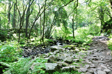 Forest with the River  