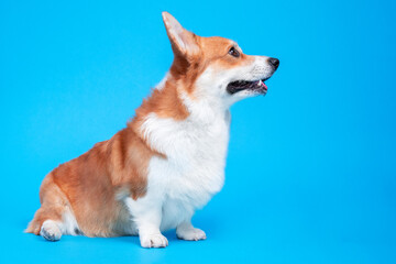 Adorable welsh corgi pembroke sitting and looking to the side on a blue background. obedient and attentive dog. Copy space