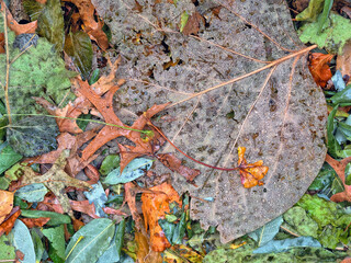 Autumn leaves in forest