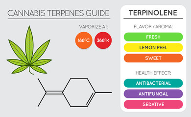 Cannabis Terpene Guide Information Chart. Aroma and Flavor with Health Benefits and Vaporize Temperature. Vector.