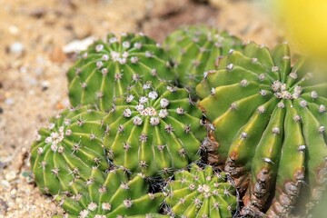 Echinopsis oxygona cactus close up