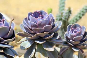 Beautiful Echeveria in the design of a flower bed