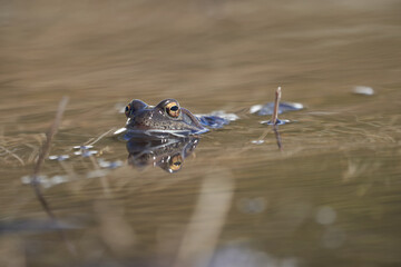 Water frog Pelophylax and Bufo Bufo in mountain lake with beautiful reflection of eyes Spring Mating