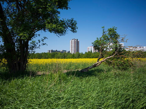 Blick auf die Skyline von Berlin Rudow &uuml;ber ein bl&uuml;hendes gelbes Rapsfeld an einem sonnigen Tag im Fr&uuml;hling 