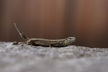 Sand lizard Lacerta agilis Reptile Close up Portrait Clear