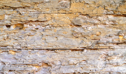 wood eaten by worms, wooden background and texture, Old grunge dark textured wooden background. The surface of the old brown wood texture