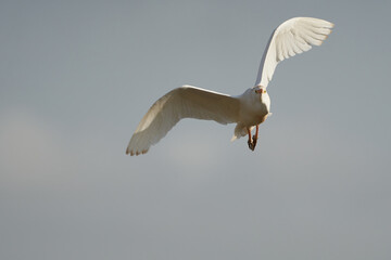Cattle egret Bubulcus ibis heron Ardeidae Kenya in flight